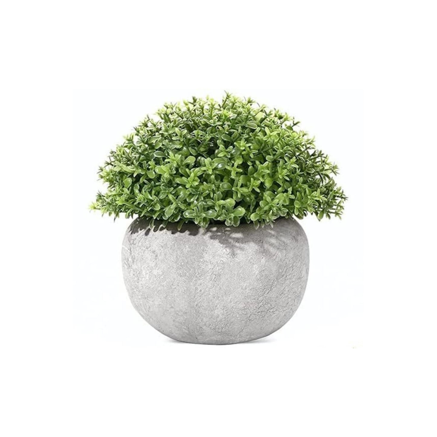 3 Pack Mini Planta Especial Shrub