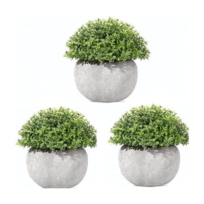 3 Pack Mini Planta Especial Shrub