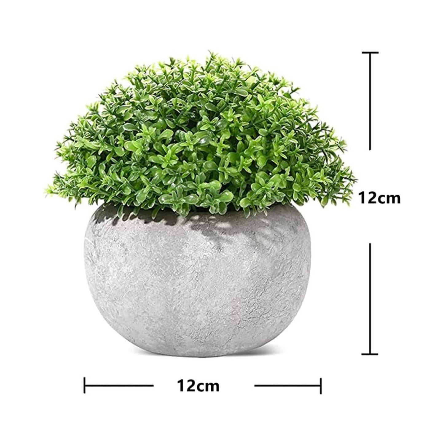 3 Pack Mini Planta Especial Shrub